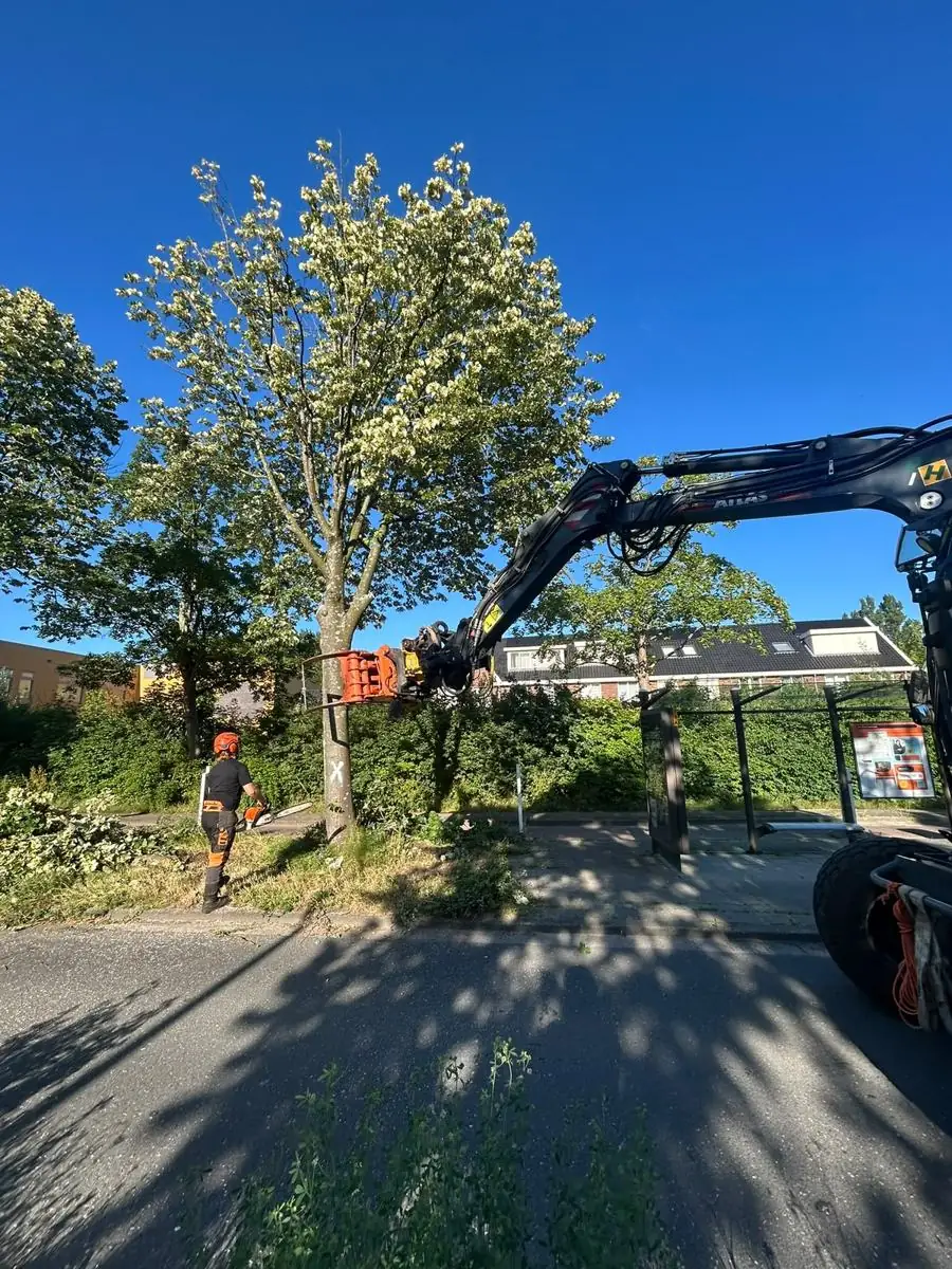 Bomen veilig gerooid langs de weg in Voorschoten, kraan met grijper