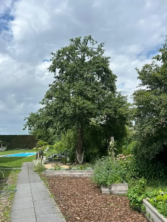 Foto van een grote boom in de achtertuin, gestuurd via WhatsApp