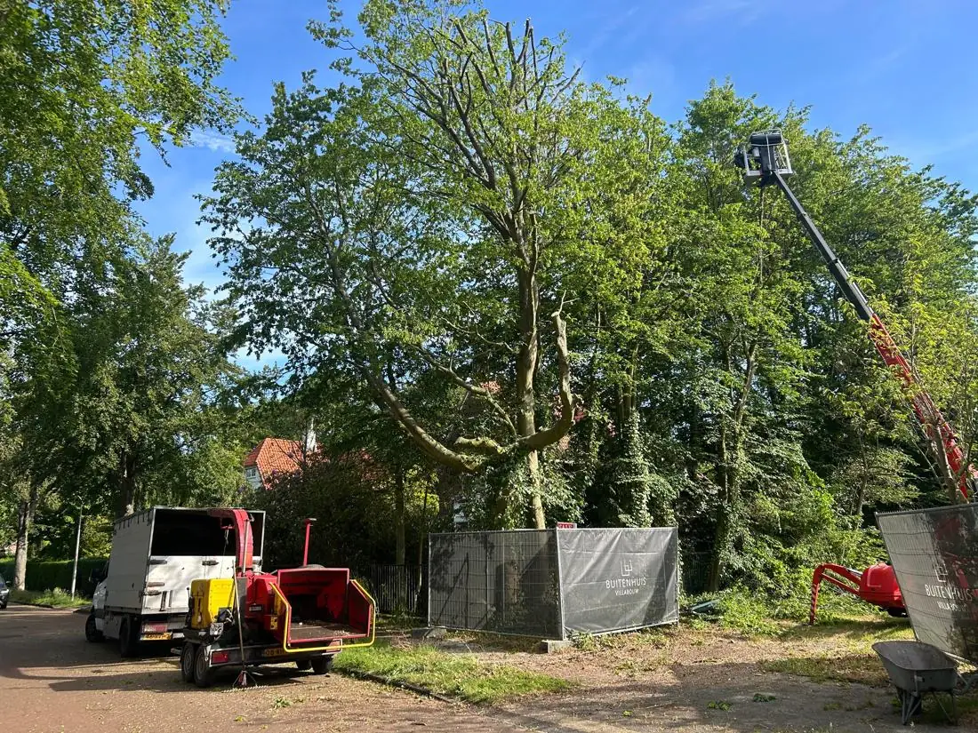 Rij laanbomen snoeien in Wassenaar met versnipperaar en hoogwerker