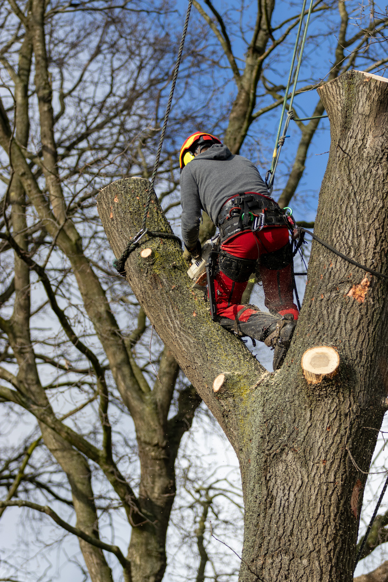 Boomverzorging van Zwienen