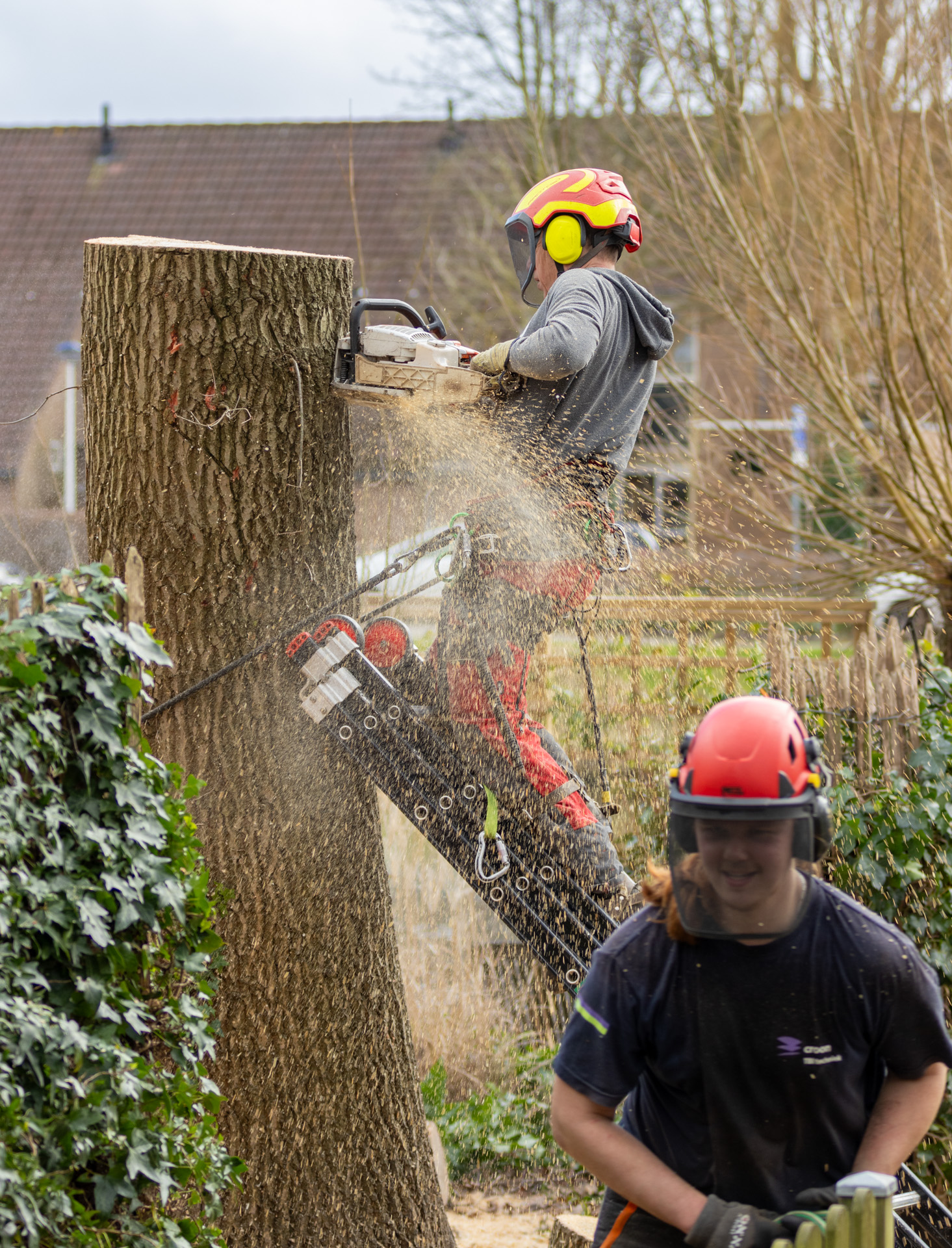 Boomverzorging van Zwienen